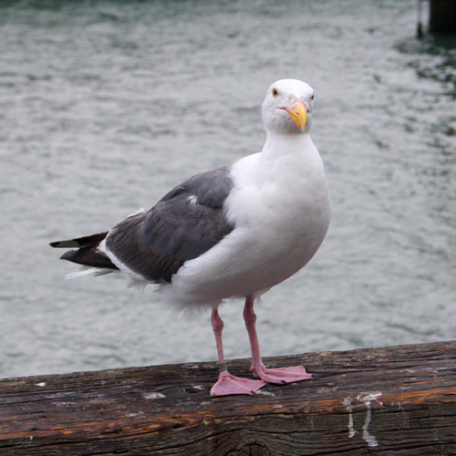 Western Gull